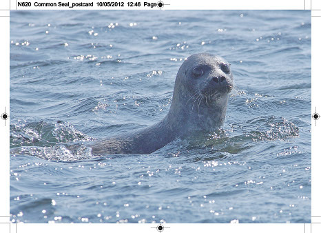 n620_common_seal