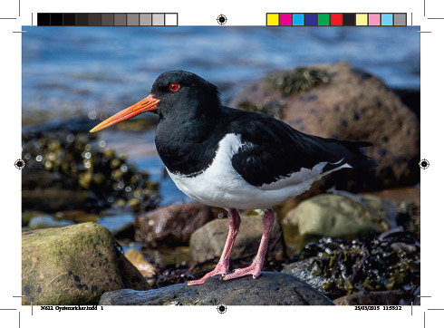 n622._oystercatcher