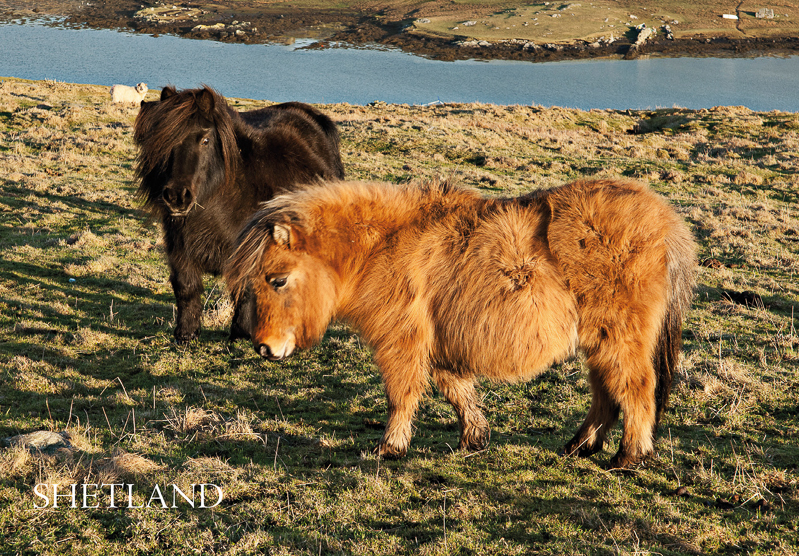 S209 shetland ponies  2013